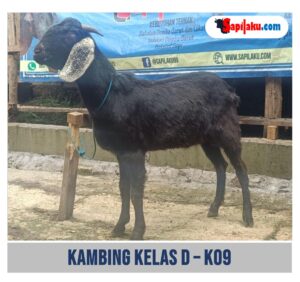 Kambing Kelas D - K09