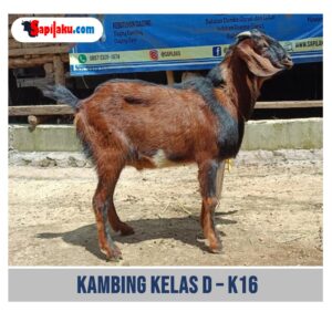 Kambing Kelas D - K16