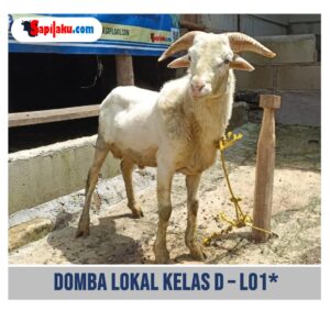 Domba Lokal Kelas D - L01