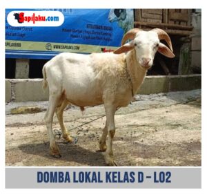 Domba Lokal Kelas D