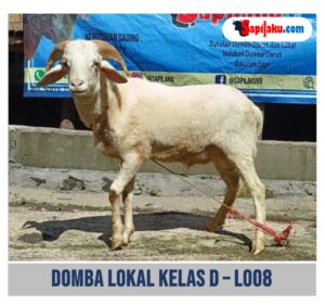 Domba Lokal Kelas D