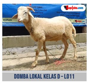 Domba Lokal Kelas D
