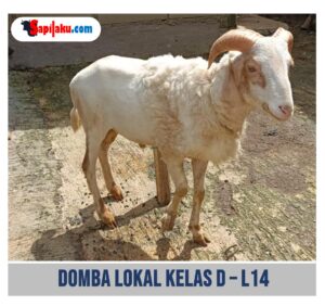 Domba Lokal Kelas D - L14
