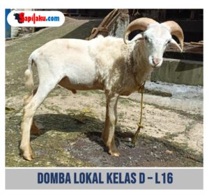 Domba Lokal Kelas D - L16