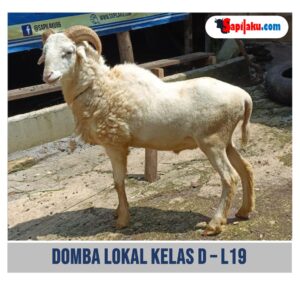 Domba Lokal Kelas D - L19