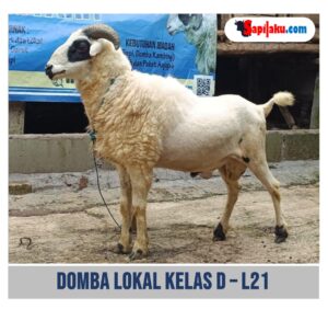 Domba Lokal Kelas D