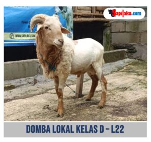 Domba Lokal Kelas D