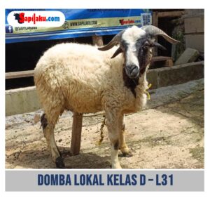 Domba Lokal Kelas D - L31