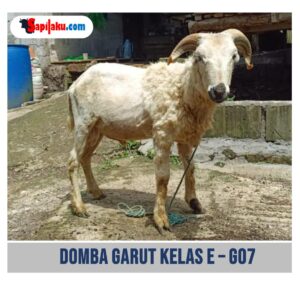 Domba Garut Kelas E