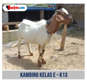 Kambing Kelas E - K13