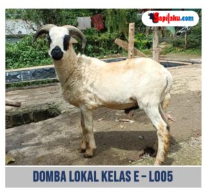 Domba Lokal Kelas E