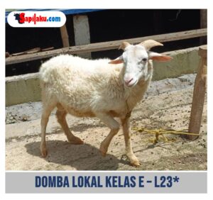 Domba Lokal Kelas E - L23