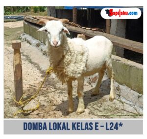 Domba Lokal Kelas E - L24