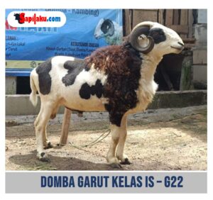 Domba Garut Kelas IS