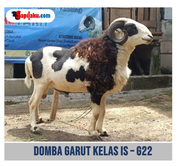 Domba Garut Kelas IS