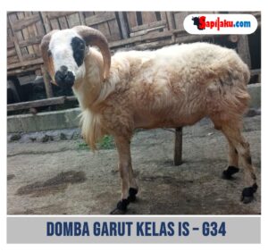 Domba Garut Kelas IS - G34