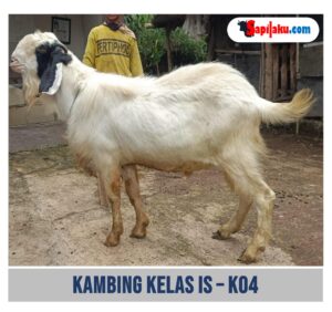 Kambing Kelas IS - K04