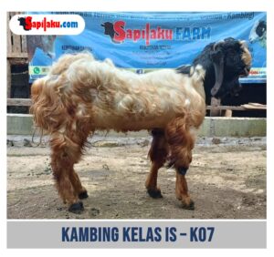 Kambing Kelas IS - K07