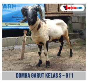 Domba Garut Kelas S