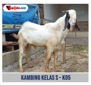 Kambing Kelas S - K05