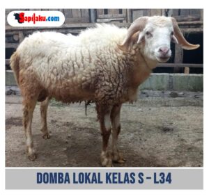 Domba Lokal Kelas S - L34