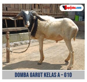 Domba Garut Kelas A - G10