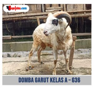 Domba Garut Kelas A - G36