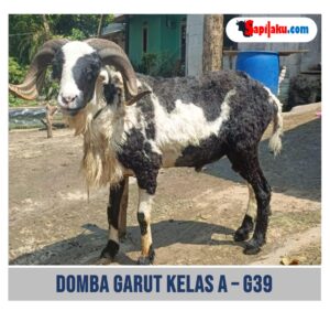 Domba Garut Kelas A - G39