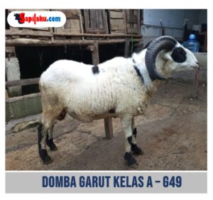 Domba Garut Kelas A - G49