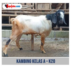 Kambing Kelas A - K20