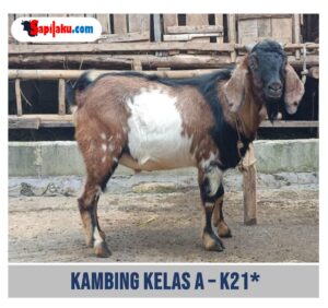 Kambing Kelas A - K21