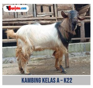 Kambing Kelas A - K22