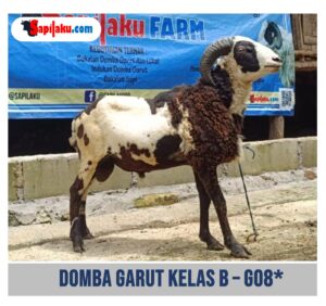Domba Garut Kelas B - G08