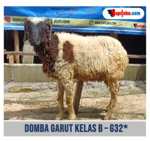 Domba Garut Kelas B - G32