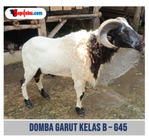 Domba Garut Kelas B - G45