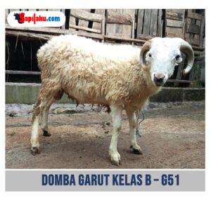 Domba Garut Kelas B - G51