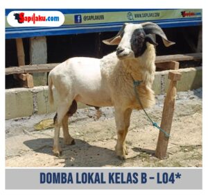 Domba Lokal Kelas B - L04