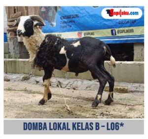 Domba Lokal Kelas B - L06