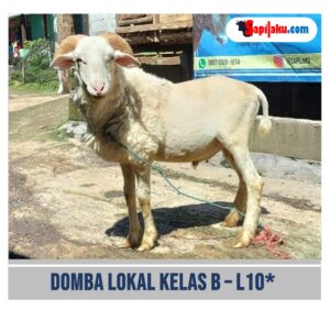 Domba Lokal Kelas B - L10