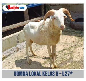 Domba Lokal Kelas B - L27