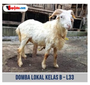 Domba Lokal Kelas B - L33