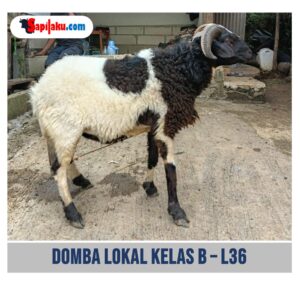 Domba Lokal Kelas B - L36