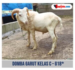 Domba Garut Kelas C - G18