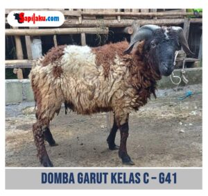 Domba Garut Kelas C - G41