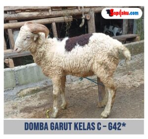 Domba Garut Kelas C - G42