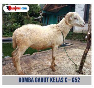 Domba Garut Kelas C - G52