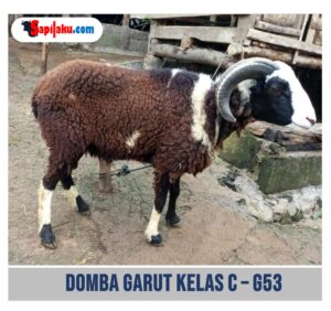Domba Garut Kelas C - G53
