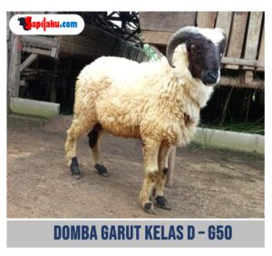 Domba Garut Kelas D - G50