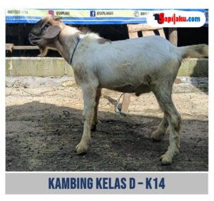 Kambing Kelas D - K14