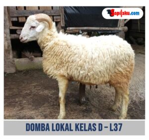 Domba Lokal Kelas D - L37
